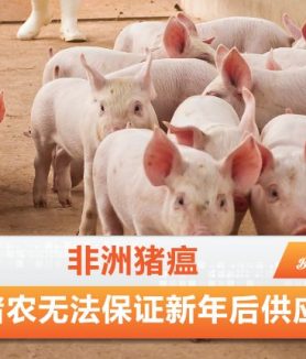 非洲猪瘟