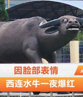 西连水牛