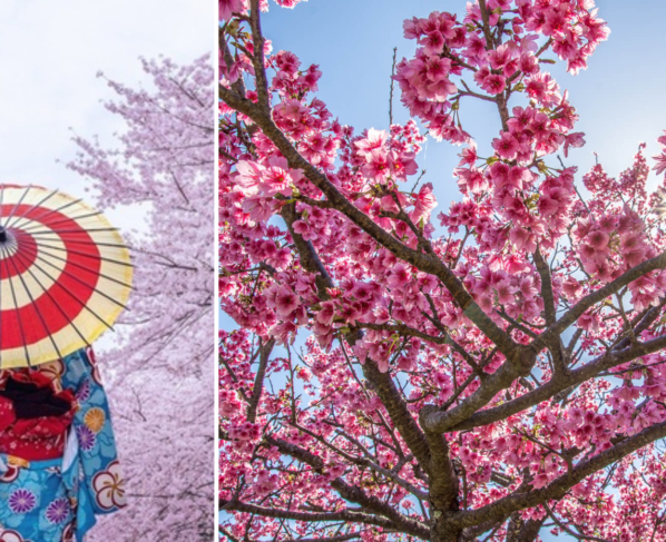 冲绳樱花提早绽放